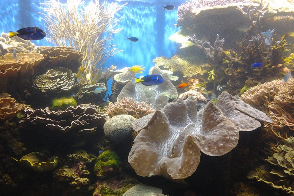 Waikiki Aquarium Honolulu Attractions Review 10Best Experts and