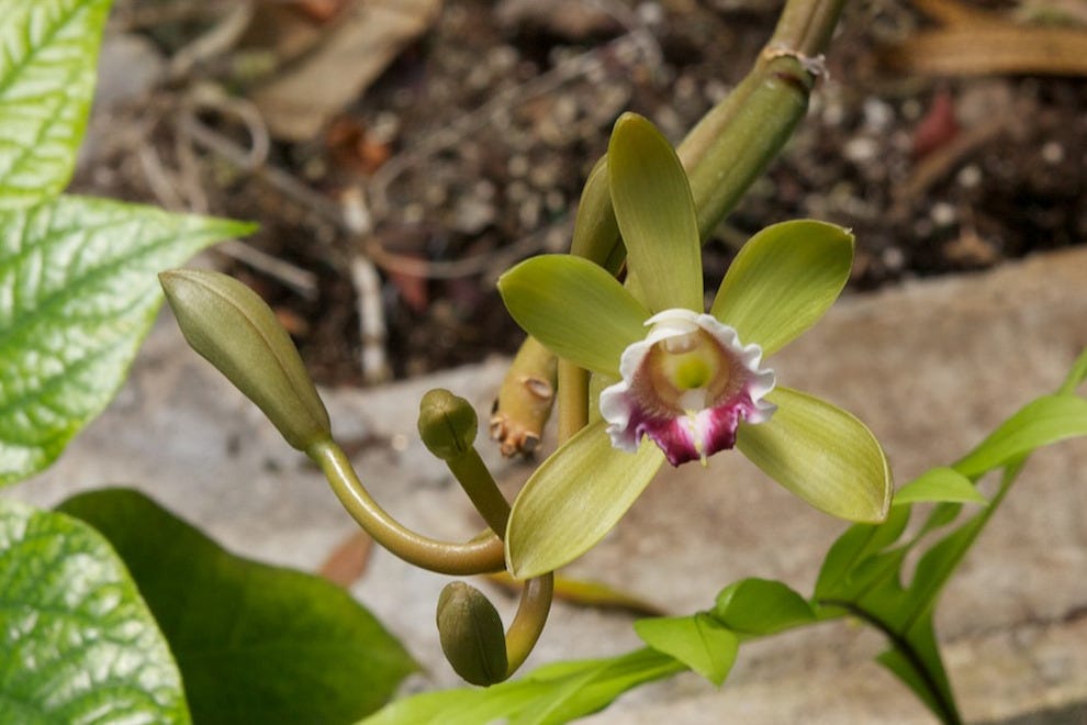 Hawaiian Vanilla Company Big Island Attractions Review 10Best