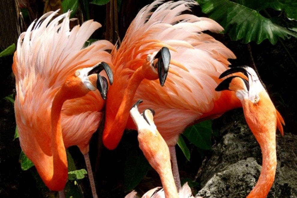 Flamingo Gardens: Fort Lauderdale Attractions Review - 10Best Experts