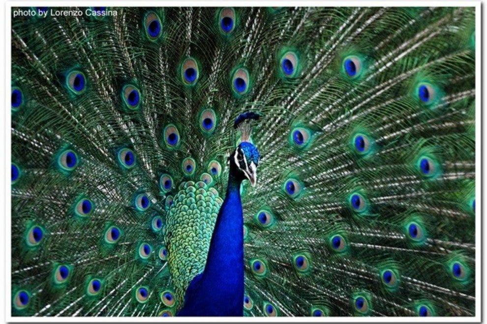 Flamingo Gardens: Fort Lauderdale Attractions Review - 10Best Experts