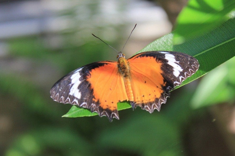 The Butterfly Garden U.S. Virgin Islands Attractions Review 10Best Experts and Tourist Reviews