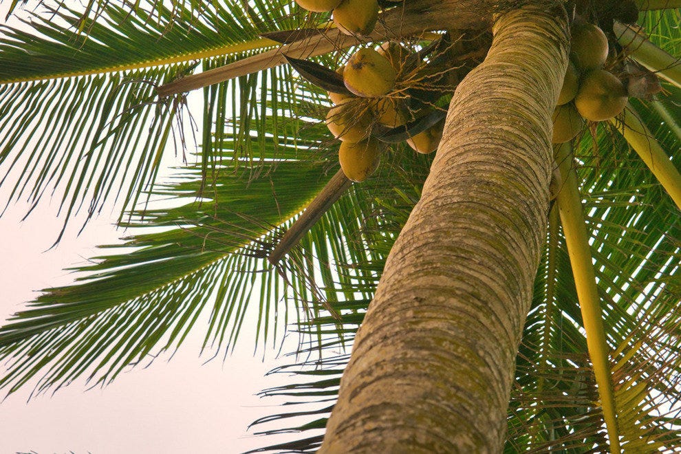 Coconuts Space Coast Nightlife Review 10Best Experts and Tourist Reviews