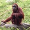 Zoo Atlanta