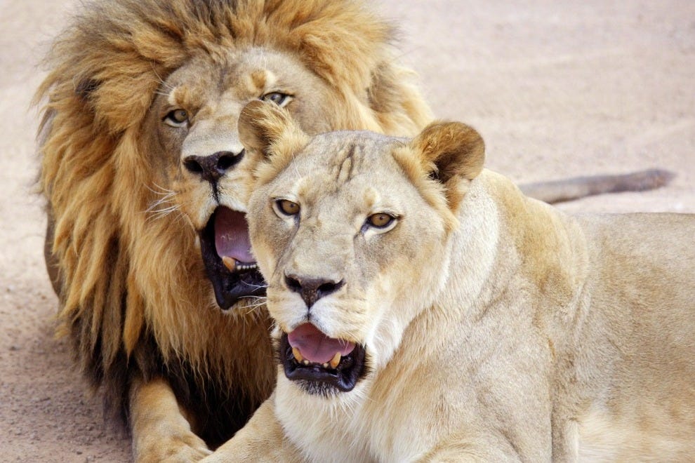 Lion Habitat Ranch: Las Vegas Attractions Review - 10Best Experts and