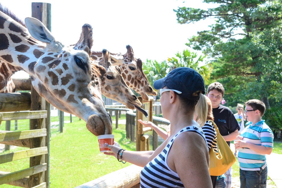 Gulf Breeze Zoo & Botanical Gardens Destin Attractions Review 10Best