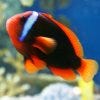 New England Aquarium