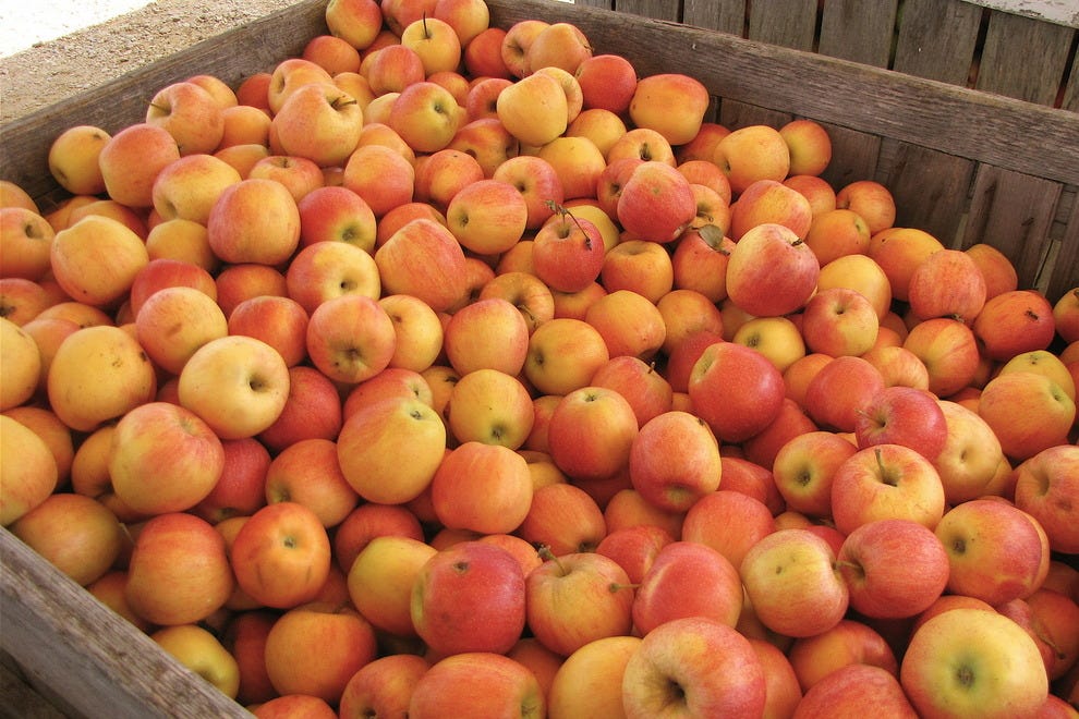 Best Apple Orchard Winners 2015 10Best Readers' Choice Travel Awards