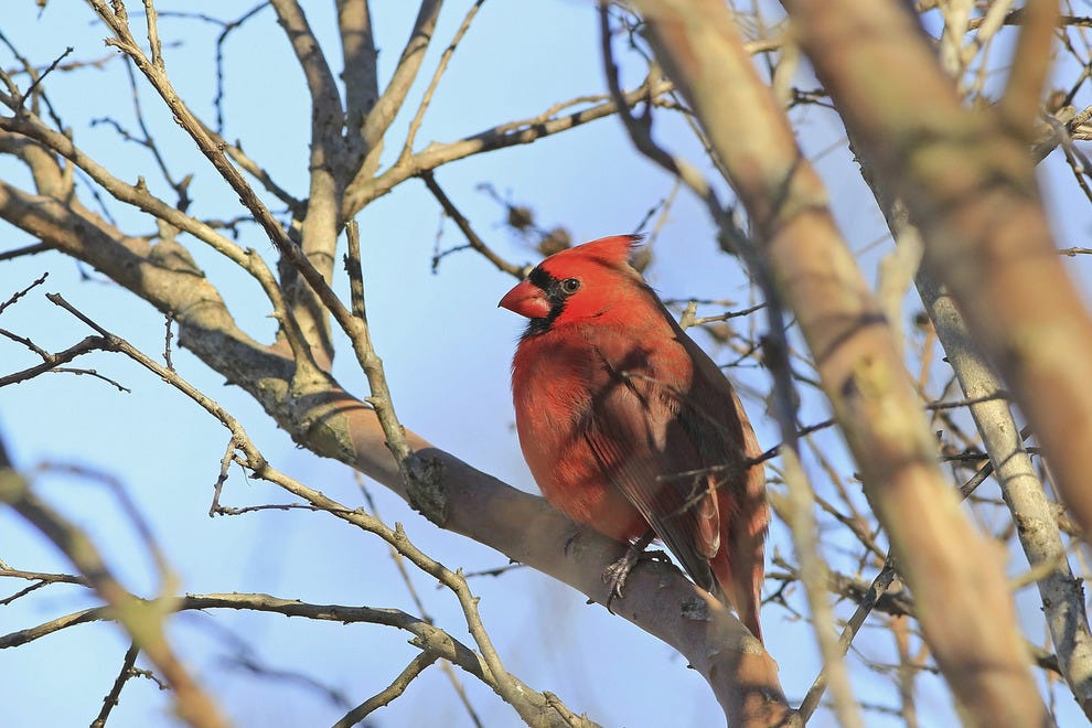 Best Place for Birding Winners 2016 10Best Readers' Choice Travel Awards