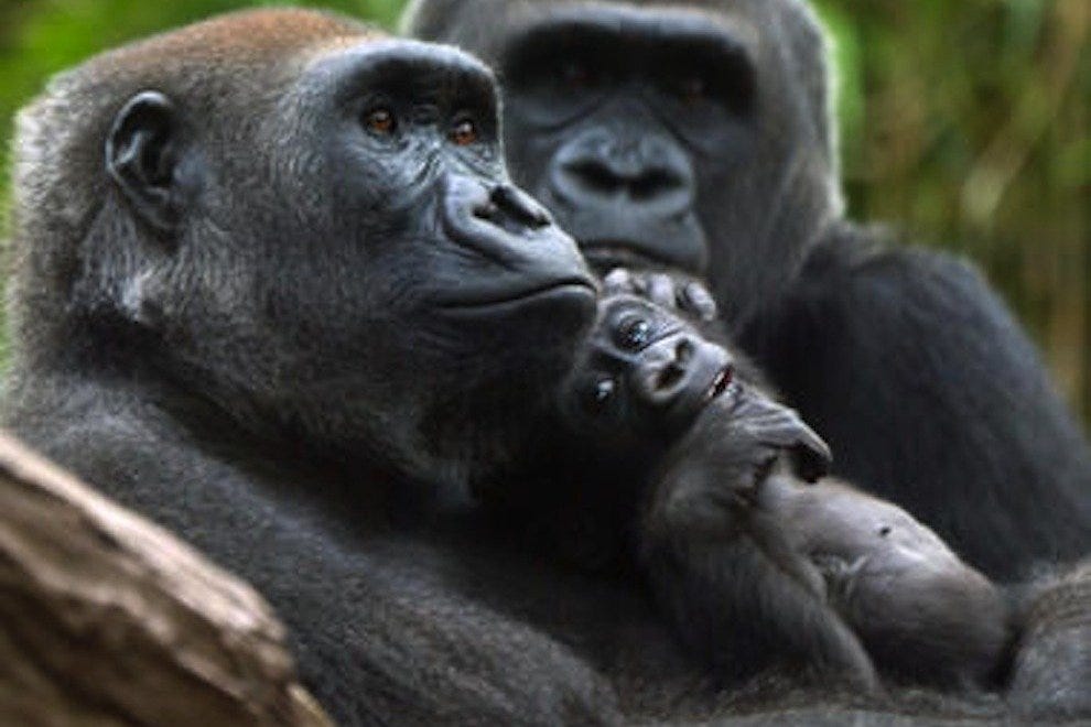 bronx zoo star attractions