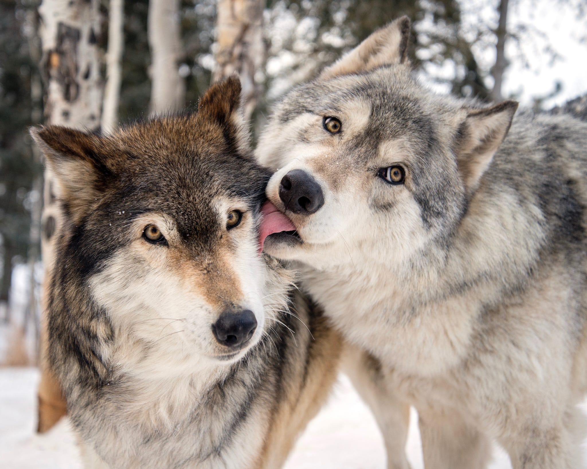 Colorado Wolf and Wildlife Center