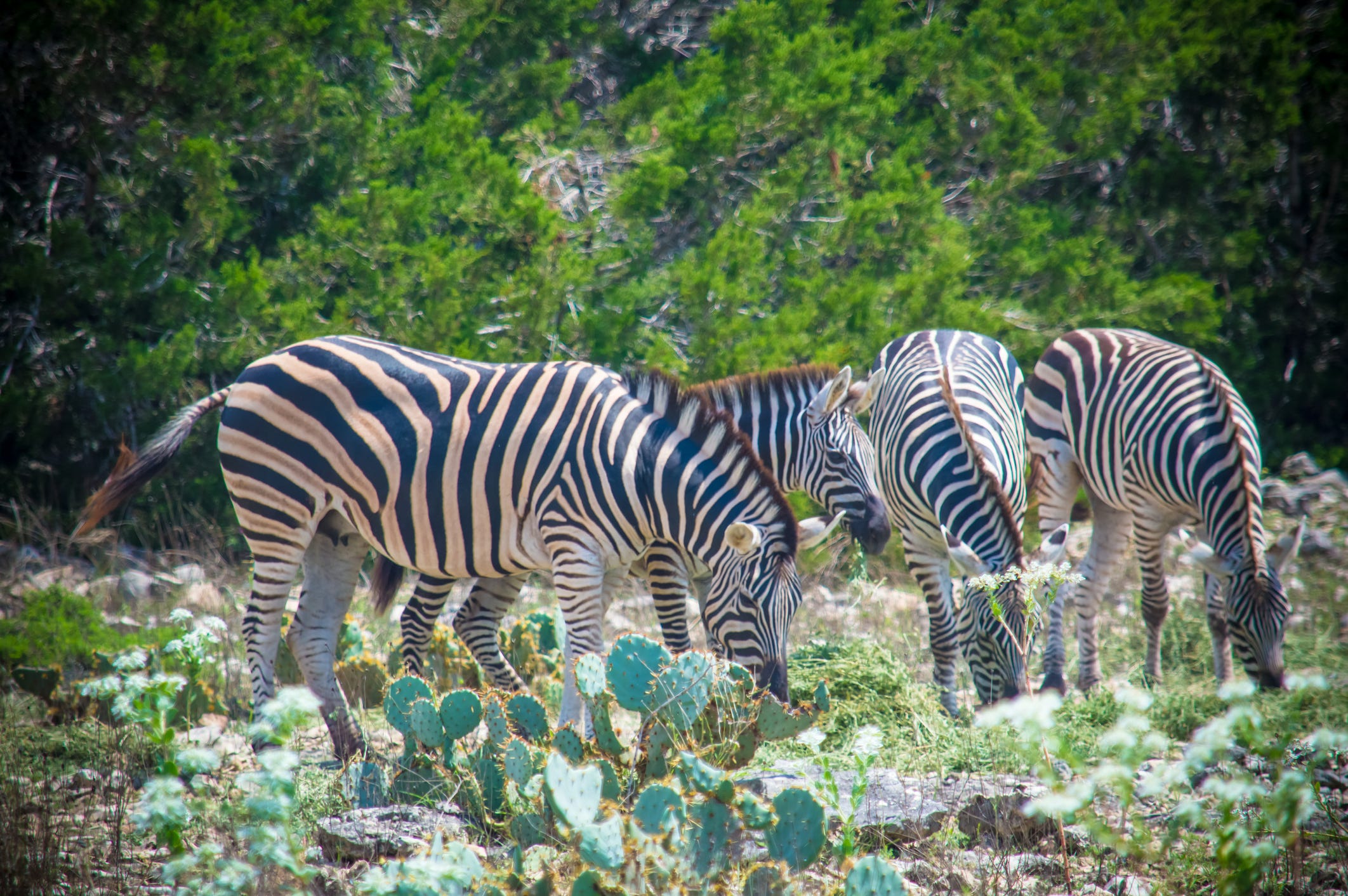 Natural Bridge Wildlife Ranch