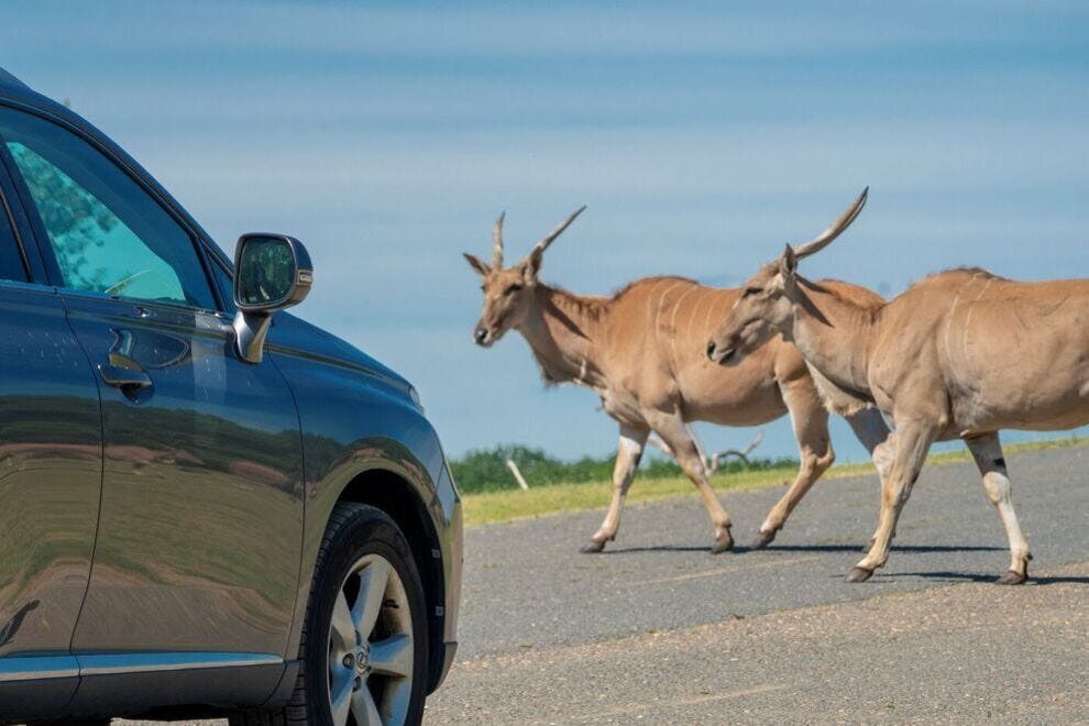 Wild Safari Drive-Thru Adventure