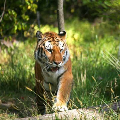 Wild things at the Bronx Zoo