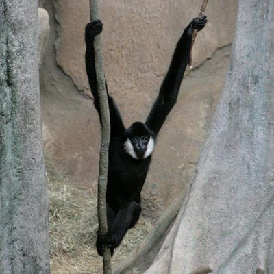 Primate exhibit at the family friendly Brookfield Zoo in Chicago