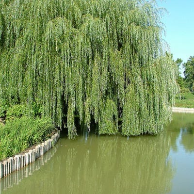 Chicago Botanic Garden offers an informative visit of flowers and trees.