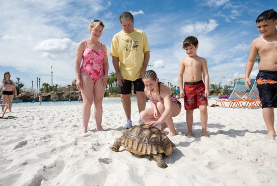 Guests interact with a tortoise in Orlando's Aquatica waterpark