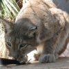 Las Vegas' Southern Nevada Zoological-Botanical Park, over 150 species