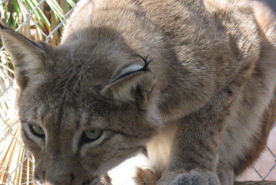 Las Vegas' Southern Nevada Zoological-Botanical Park, over 150 species
