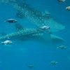 Whale Shark