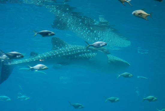 Whale Shark