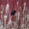 Red-winged Blackbird
