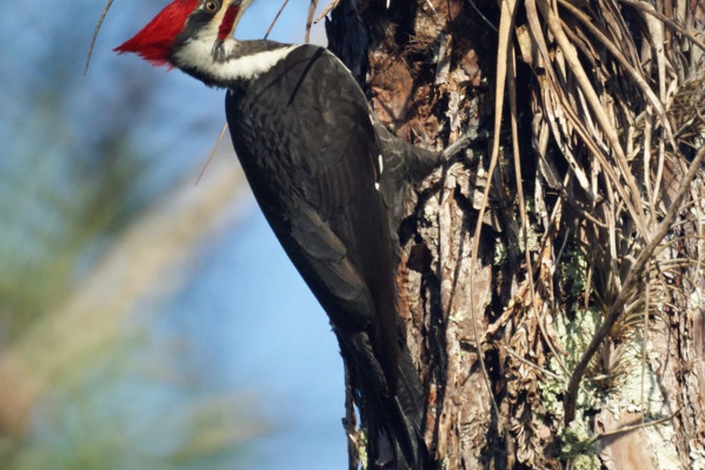 Corkscrew Swamp Sanctuary Naples Attractions Review 10Best Experts