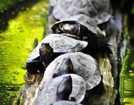Moody Gardens, Galveston