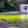 Goose, Portals