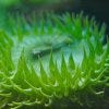 Sea Anemone #3