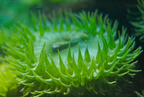 Sea Anemone #3