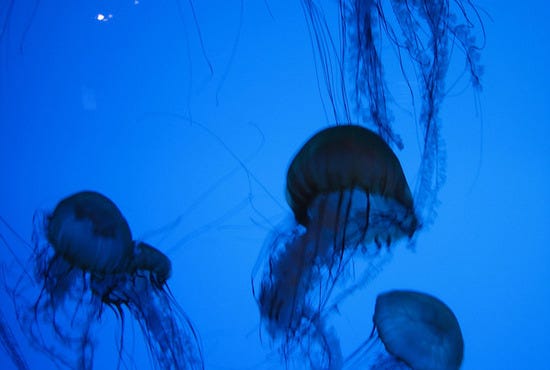 New England Aquarium