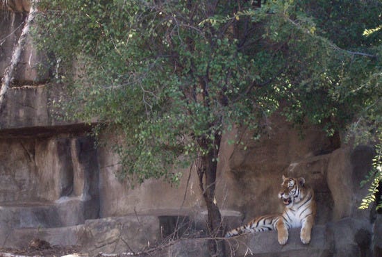 A Tiger Yawns