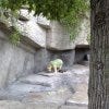 Look, a green polar bear!