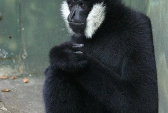 white-cheeked crested gibbon