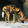 African Wild Dog