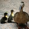 Duck family