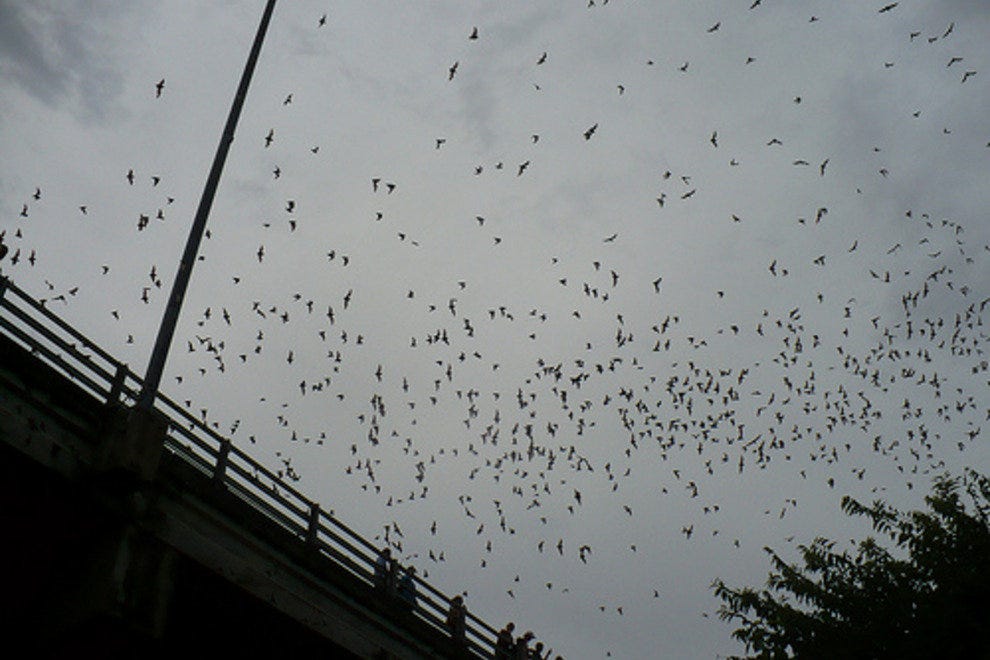 Bats of the Congress Avenue Bridge Austin Attractions Review 10Best