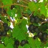Lakeridge Winery &amp; Vineyards is one of the best shopping in Orlando, FL