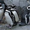 Point Defiance Zoo and Aquarium is one of the best things to do in Seattle, WA