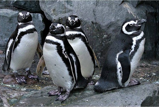 Point Defiance Zoo and Aquarium is one of the best things to do in Seattle, WA