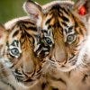 Point Defiance Zoo and Aquarium is one of the best things to do in Seattle, WA