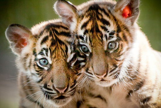 Point Defiance Zoo and Aquarium is one of the best things to do in Seattle, WA