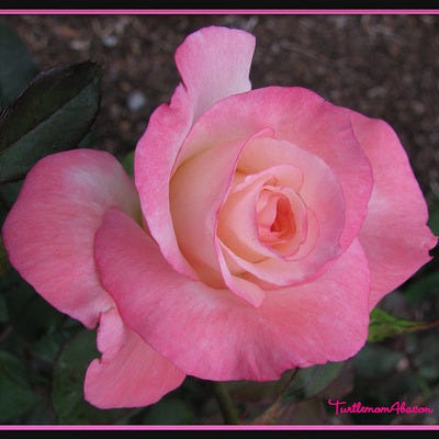 Harry P. Leu Gardens is one of the best things to do in Orlando, FL