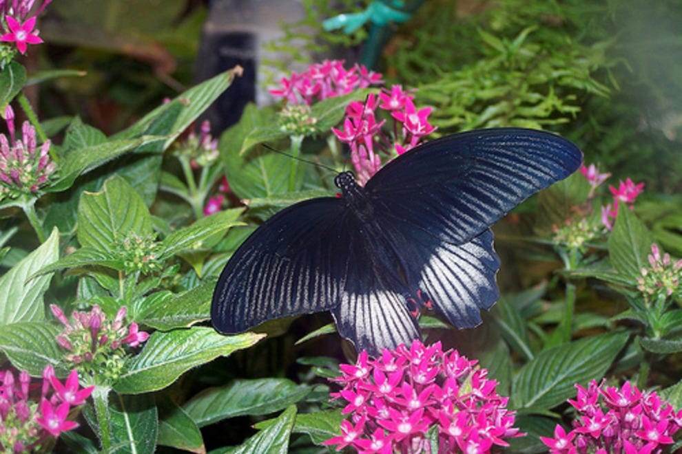 The Butterfly Palace & Rainforest Adventure Branson Attractions Review