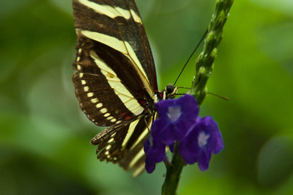 Butterfly Conservatory Niagara Falls Attractions Review 10Best