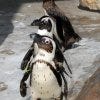 South African Penguins