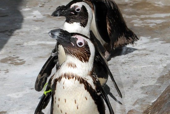 South African Penguins