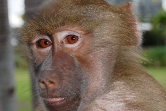 Jungle Island Baboon-Pharoah