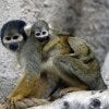 Jungle Island Squirrel Monkey 