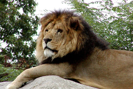 franklin_park_zoo